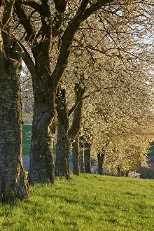 Fruit Tree Inflorescence Stampe: Row of cherry trees, cherry blossoms