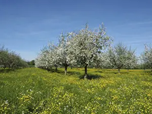 Lake Constance Region Stampe: Row of fruit trees, cherry trees