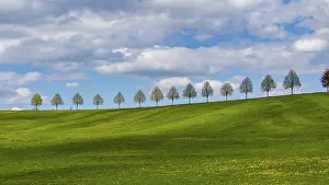 Tree Lined Road Germany Stampe: Row of trees on a hill in spring