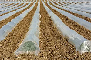 France Agricultural Landscape Stampe: Rows of crops underneath plastic