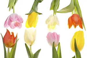 Tulip Blossom Stampe: Two rows of different coloured tulips