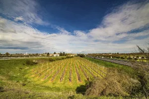 Agricultural Acreage Stampe: Rows of orchards in the countryside of Romagna