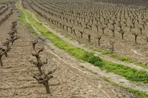 Wine Growing Regions Stampe: Rows of pruned bare grape vines in early spring
