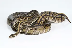 Royal python on an isolated studio background