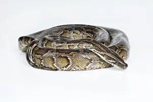 Royal Python Stampe: Royal python on an isolated studio background