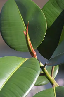 Uninhabited Open Air Scenes Stampe: Rubber tree branch, rubber tree leaf