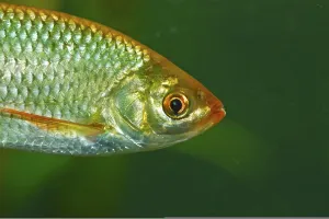 Freshwater Fish Images Stampe: Rudd