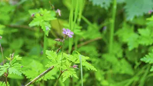 Stinking Cranesbill Stampe: Ruprechtskraut (Geranium robertianum)
