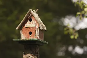 Outdoor Garden Decor Stampe: Rustic birdhouse amongst pine trees