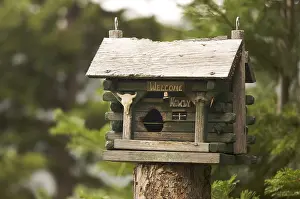 Italian Stone Pine Landscape Stampe: Rustic birdhouse amongst pine trees