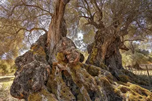 Olea Europaea Landscape Stampe: A rustic tree with a thick trunk
