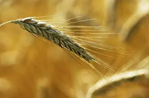Autumn Harvest Stampe: Rye