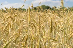 Cereal Grain Images Stampe: Rye