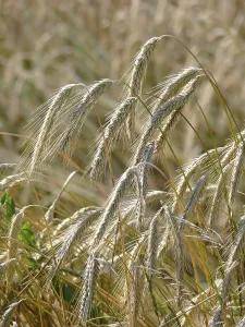 True Grasses Stampe: Rye ears