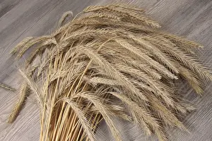 True Grasses Stampe: Rye sheaf