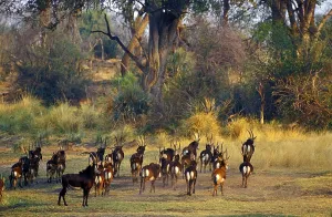 Bovid Species Stampe: Sable antelope
