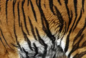 Predator Mammal Stampe: Sample of a tiger