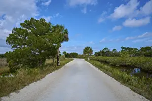 Florida Wildlife Stampe: Sandy path lined with trees, under blue sky with few clouds