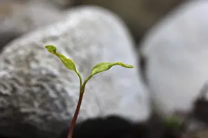 Deserted Daytime Plant Life Stampe: Sapling, shoot