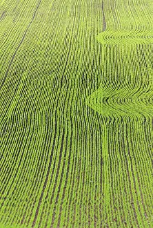 Rural Agricultural Landscape Stampe: Saw field with patterns in spring