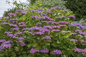 Hydrangea Serrata Stampe: Sawn hydrangea (Hydrangea serrata)