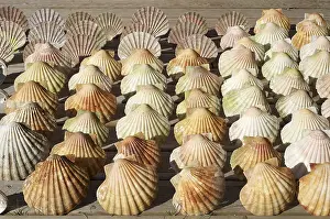 Scallop Shells Stampe: Scallop shells