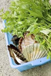 Leafy Greens Vegetables Stampe: Scallops - scallop shells