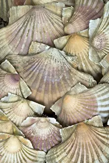 Conchiglia Stampe: Vongole, conchiglie di mare.
