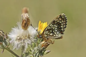 Uninhabited Natural Environment Images Stampe: Scheckefalter