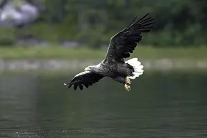 Stampe di Aquila marina, aquila dal codione bianco Aquila Dalla Coda Bianca Stampe: Aquila di mare, aquila dal codione bianco.