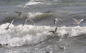 Baltic Sea Birds Stampe: Seagulls