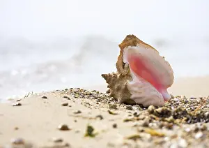 Bivalve Shell Stampe: Seashell