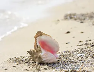 Mollusc Images Stampe: Seashell