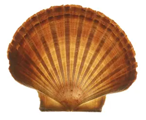 Conchiglia Stampe: Seashell