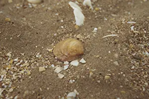 Seashell Background Stampe: Seashell on the background of sand and crushed shells
