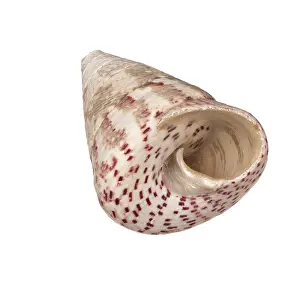 Empty Conch Shell Stampe: Seashell isolated on white background