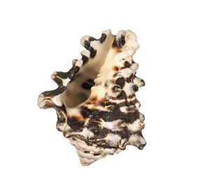 Bivalve Shell Stampe: Seashell isolated on white background