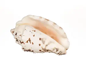 Empty Conch Shell Stampe: Seashell isolated on white background