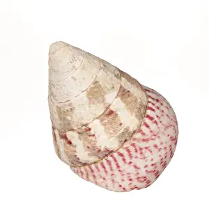 Deserted Beach Shell Stampe: Seashell isolated on white background