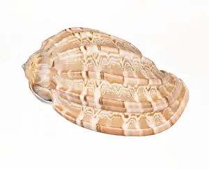 Empty Conch Shell Stampe: Seashell isolated on white background