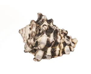 Bivalve Shell Stampe: Seashell isolated on white background