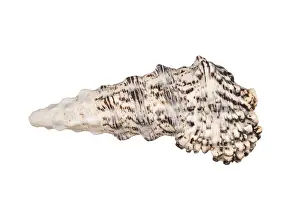 Conchiglia Stampe: Conchiglia di mare isolata su sfondo bianco.