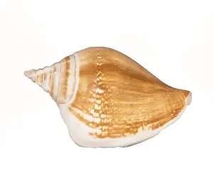 Conchiglia Stampe: Conchiglia di mare isolata su sfondo bianco.