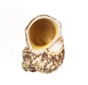 Decorative Item Stampe: Seashell isolated on white background