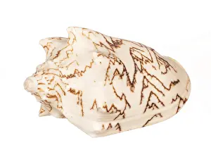 Deserted Beach Shell Stampe: Seashell isolated on white background