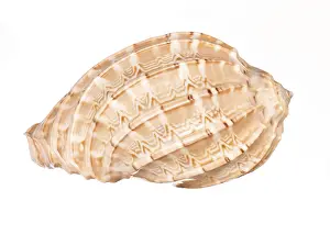 Bivalve Shell Stampe: Seashell isolated on white background