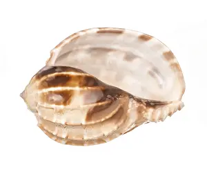 Conchiglia Stampe: Conchiglia di mare isolata su sfondo bianco.