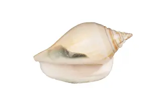 Bivalve Shell Stampe: Seashell isolated on white background