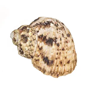 Conchiglia Stampe: Conchiglia di mare isolata su sfondo bianco.