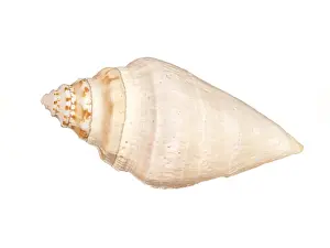 Conchiglia Stampe: Conchiglia di mare isolata su sfondo bianco.